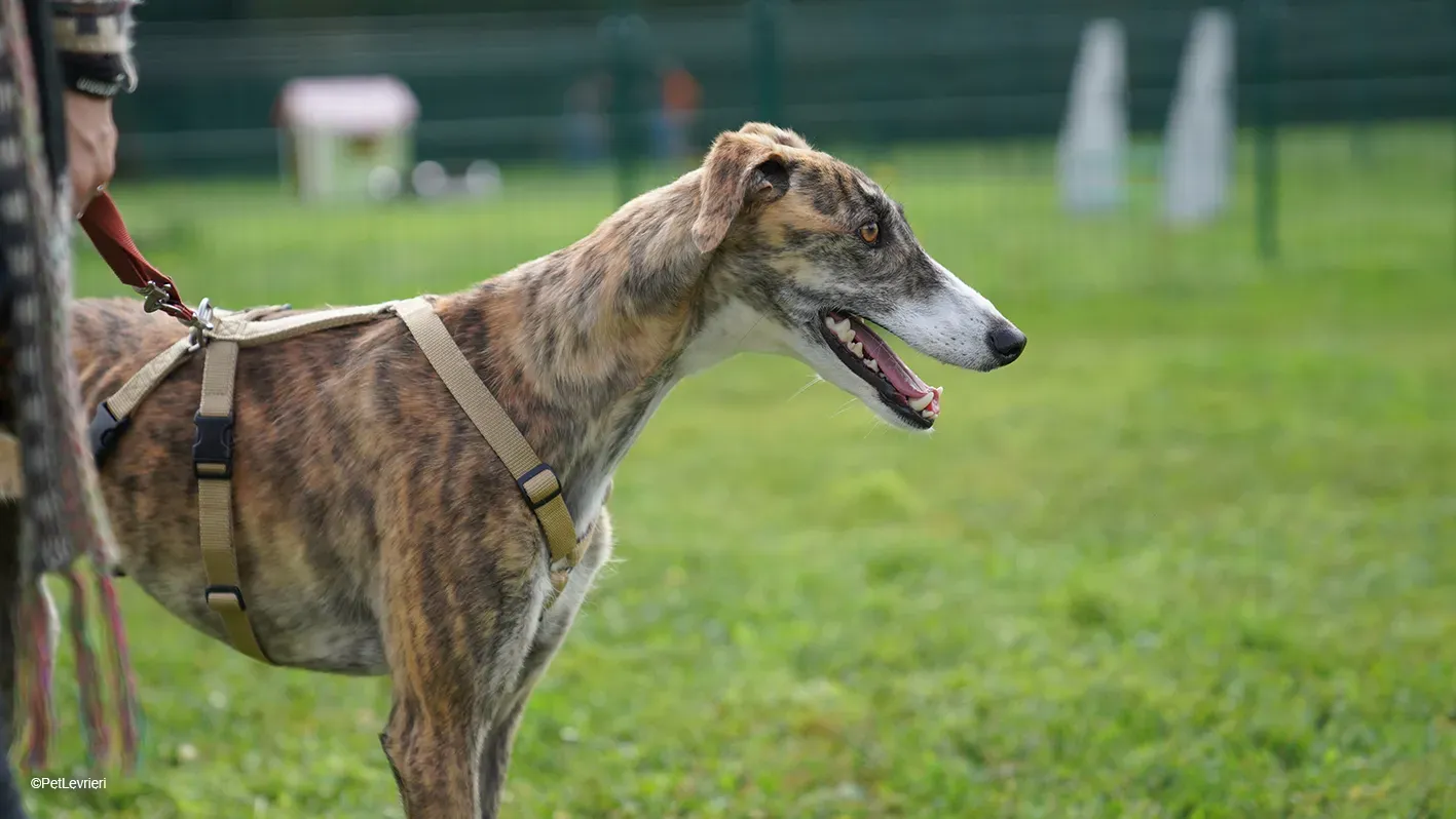 Luce galgo femmina tigrata arrivo 29