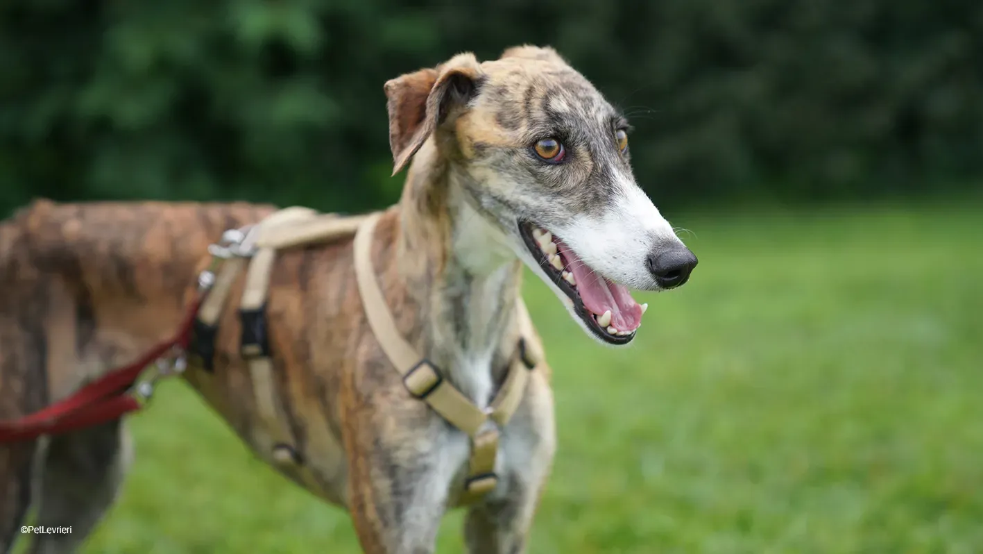 Luce galgo femmina tigrata arrivo 32