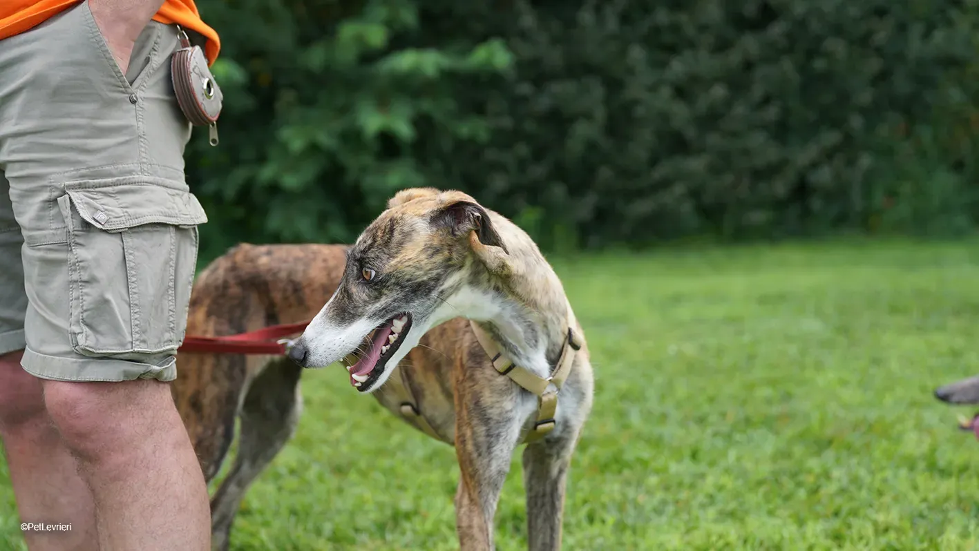 Luce galgo femmina tigrata arrivo 33