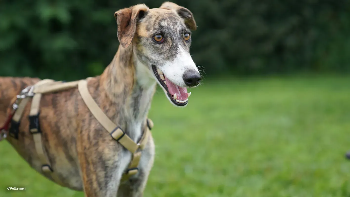 Luce galgo femmina tigrata arrivo 34