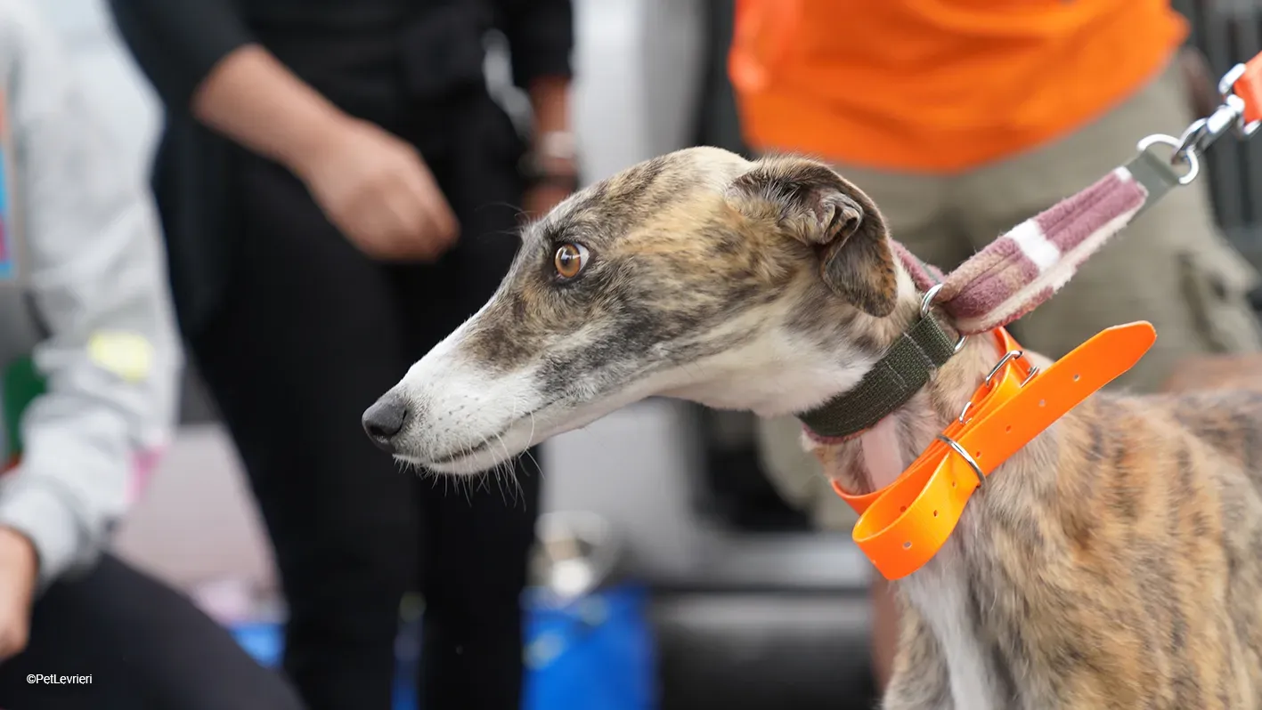 Luce galgo femmina tigrata arrivo 4