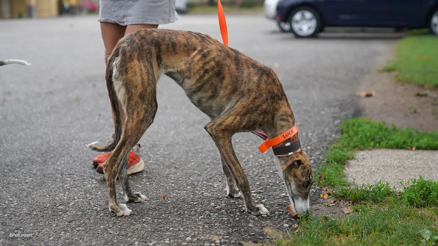 Luce galgo femmina tigrata arrivo 6