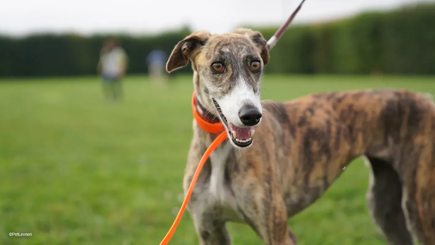 Luce galgo femmina tigrata arrivo 8