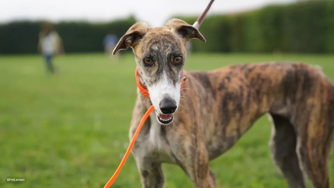 Luce galgo femmina tigrata arrivo 9