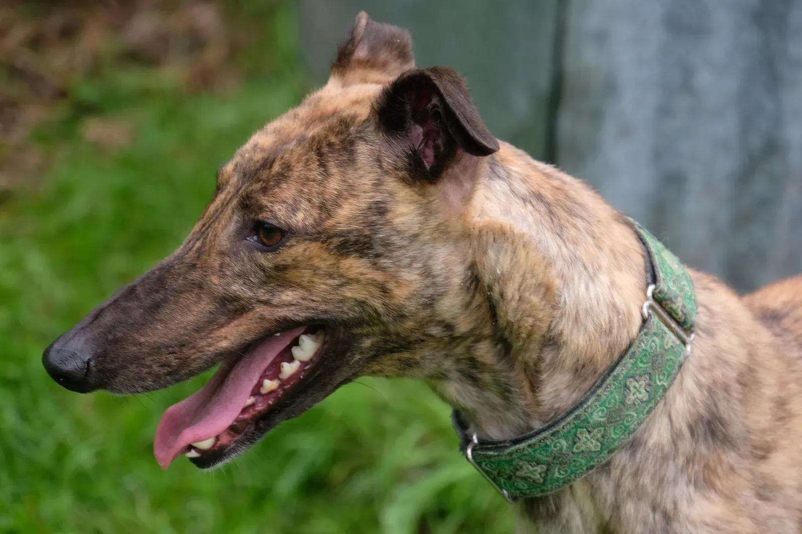 Lucerne Greyhiund Adozione levrieri 1