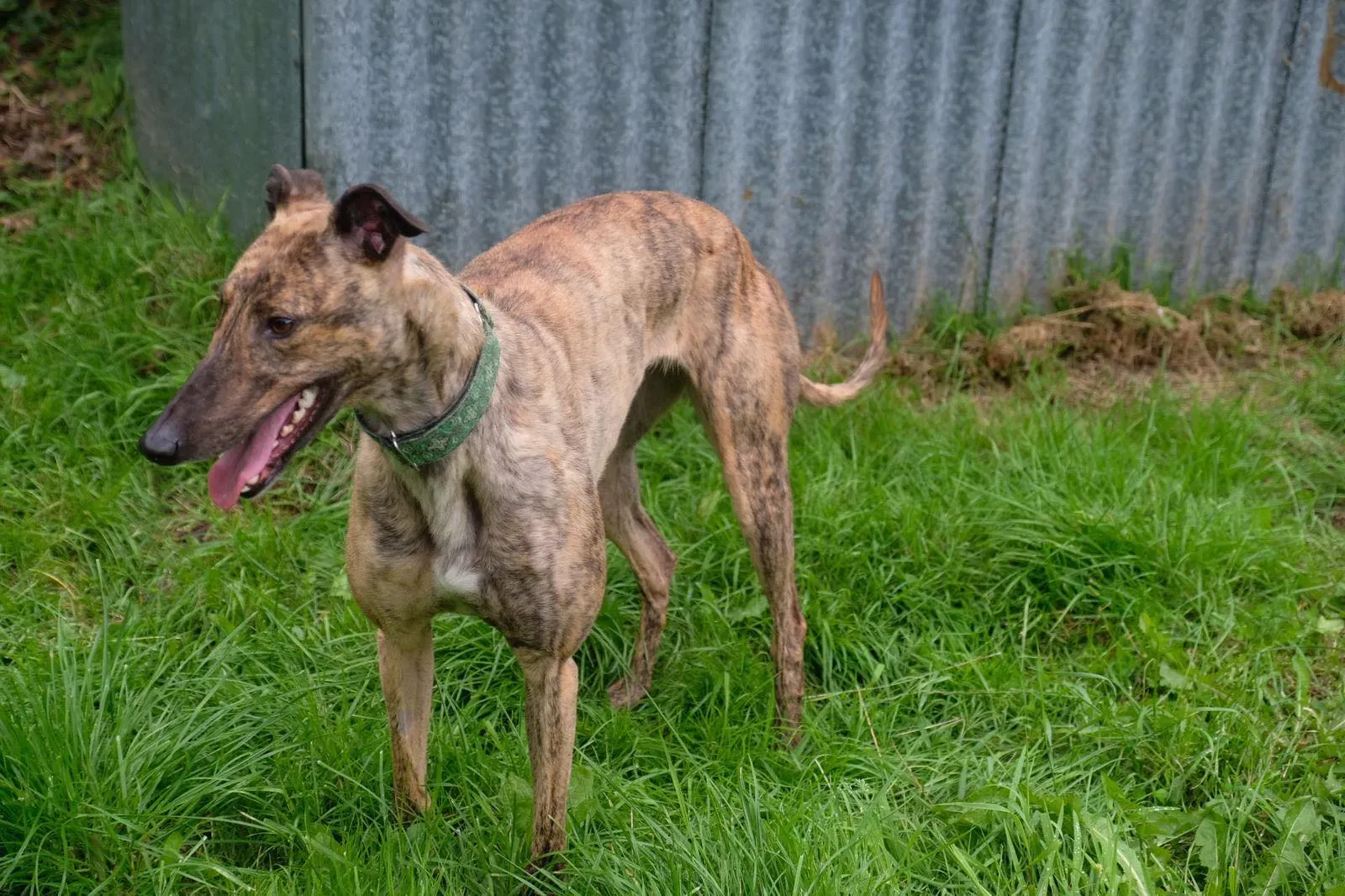 Lucerne Greyhiund Adozione levrieri 10