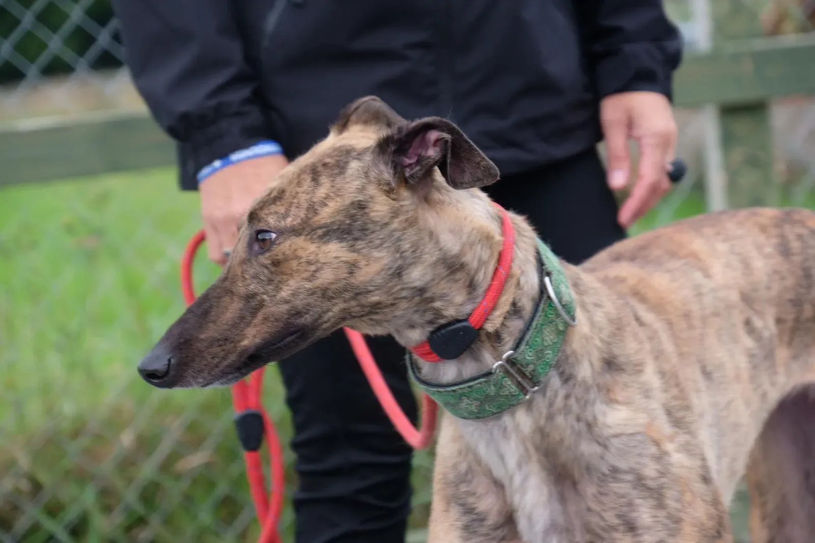 Lucerne Greyhiund Adozione levrieri 11