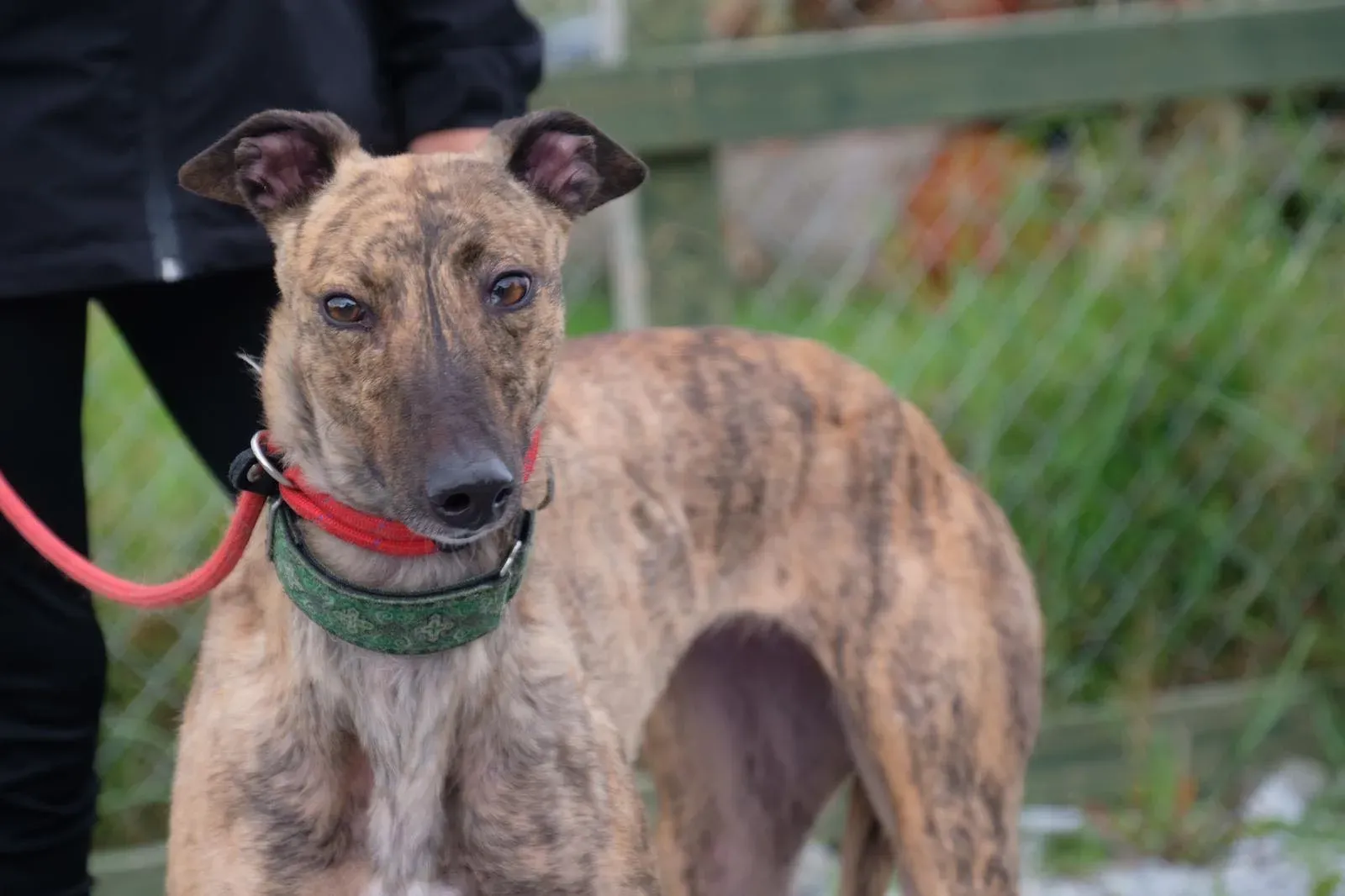 Lucerne Greyhiund Adozione levrieri 2