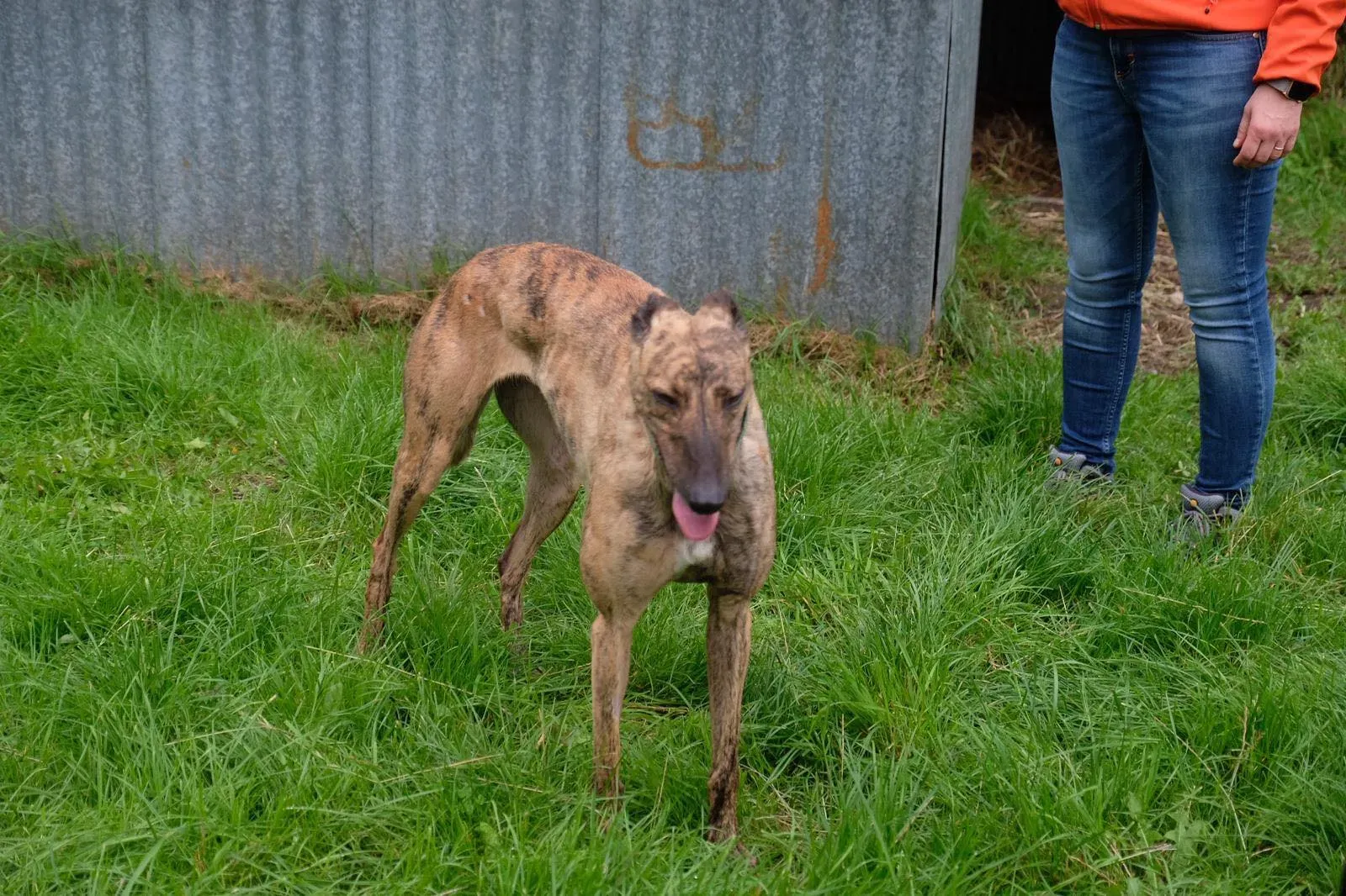 Lucerne Greyhiund Adozione levrieri 3