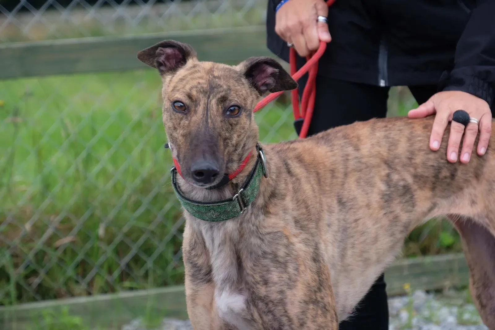 Lucerne Greyhiund Adozione levrieri 4