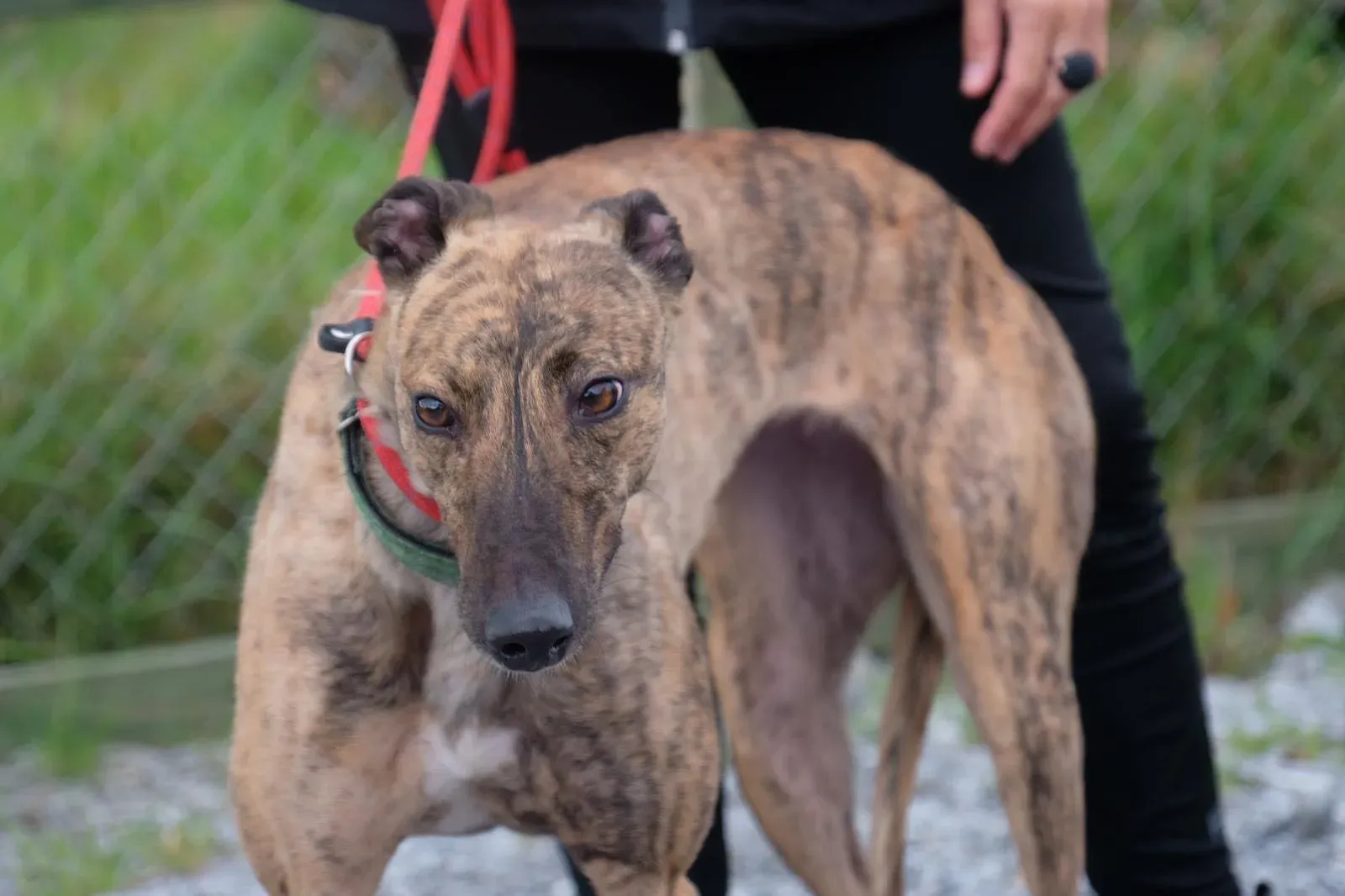 Lucerne Greyhiund Adozione levrieri 5