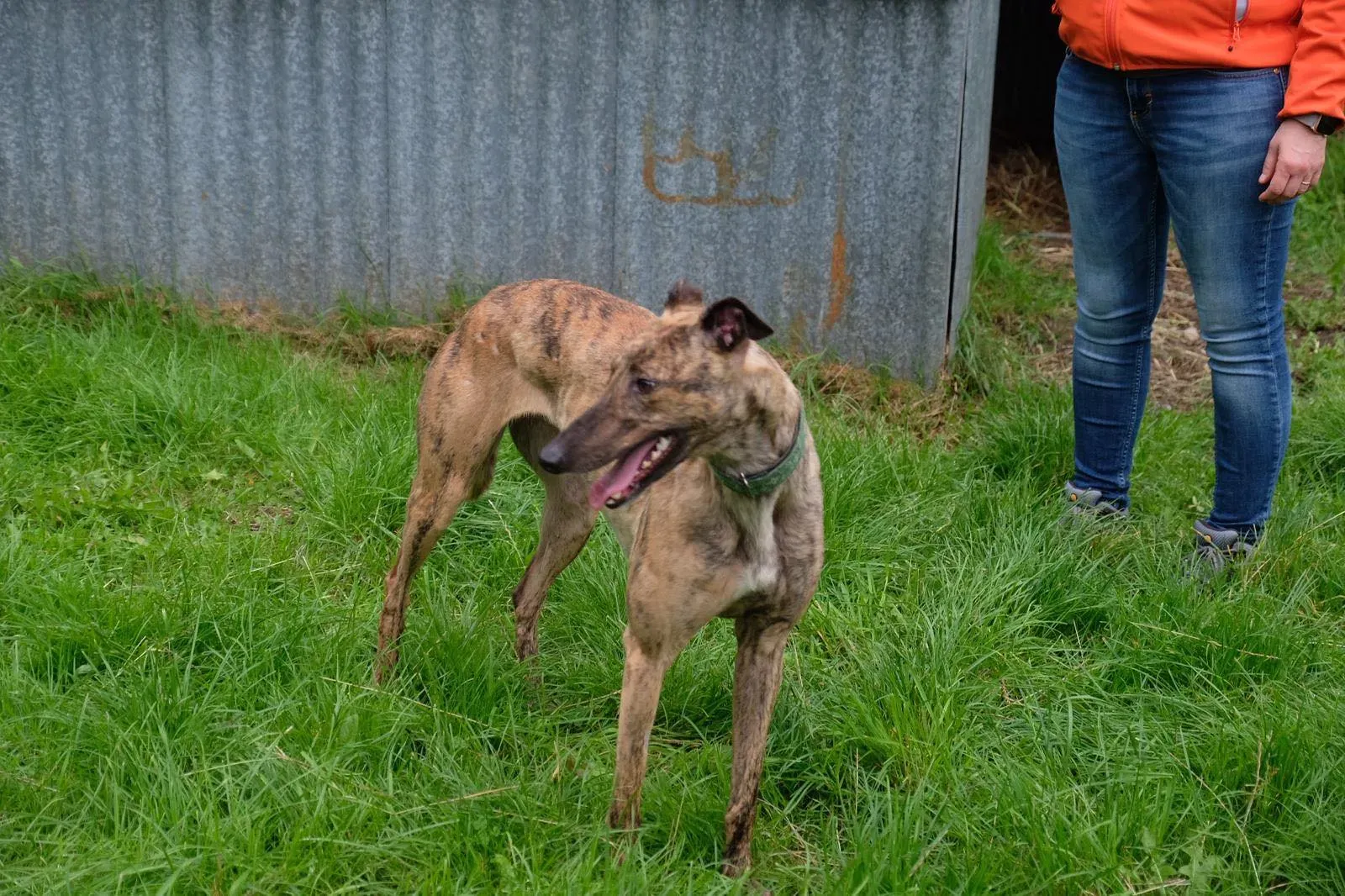 Lucerne Greyhiund Adozione levrieri 6