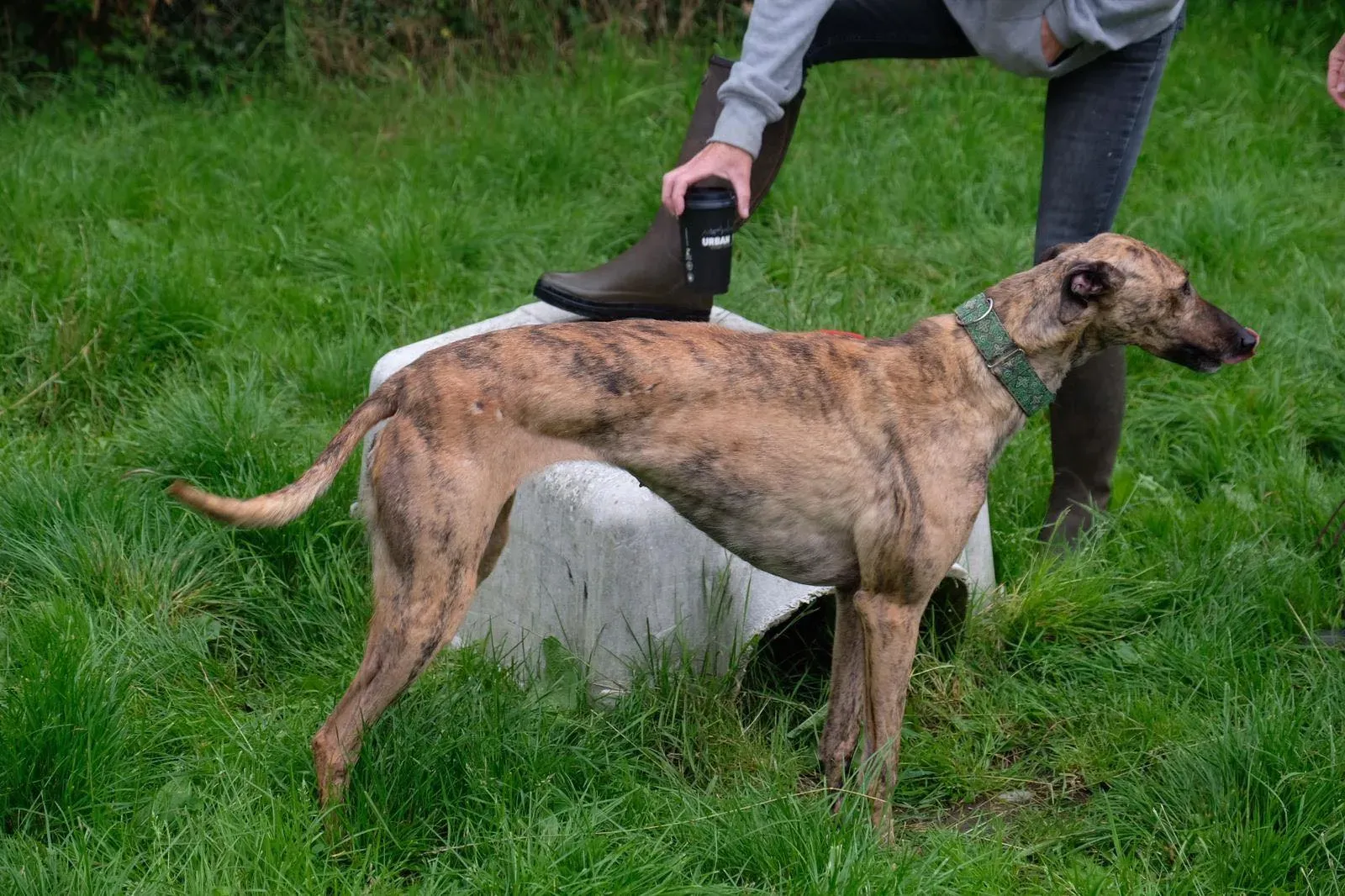 Lucerne Greyhiund Adozione levrieri 7