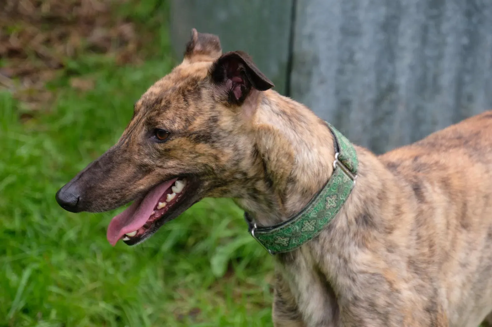 Lucerne Greyhiund Adozione levrieri 8