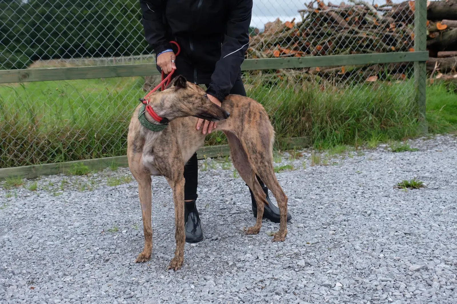 Lucerne Greyhiund Adozione levrieri 9