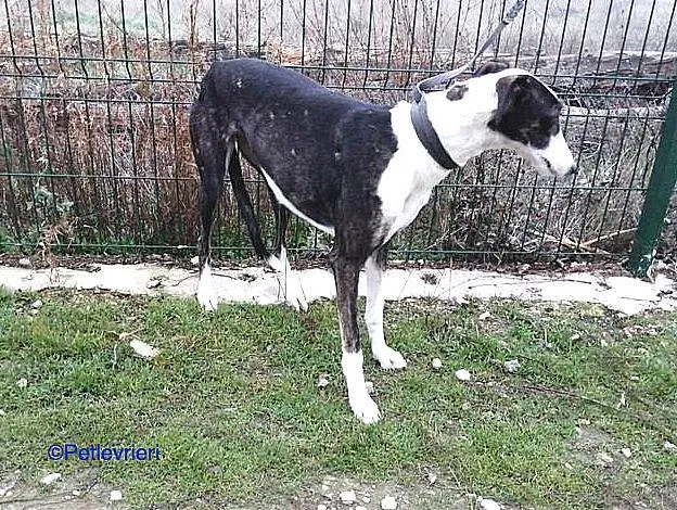 Lucia adozione levrieri galgo 01