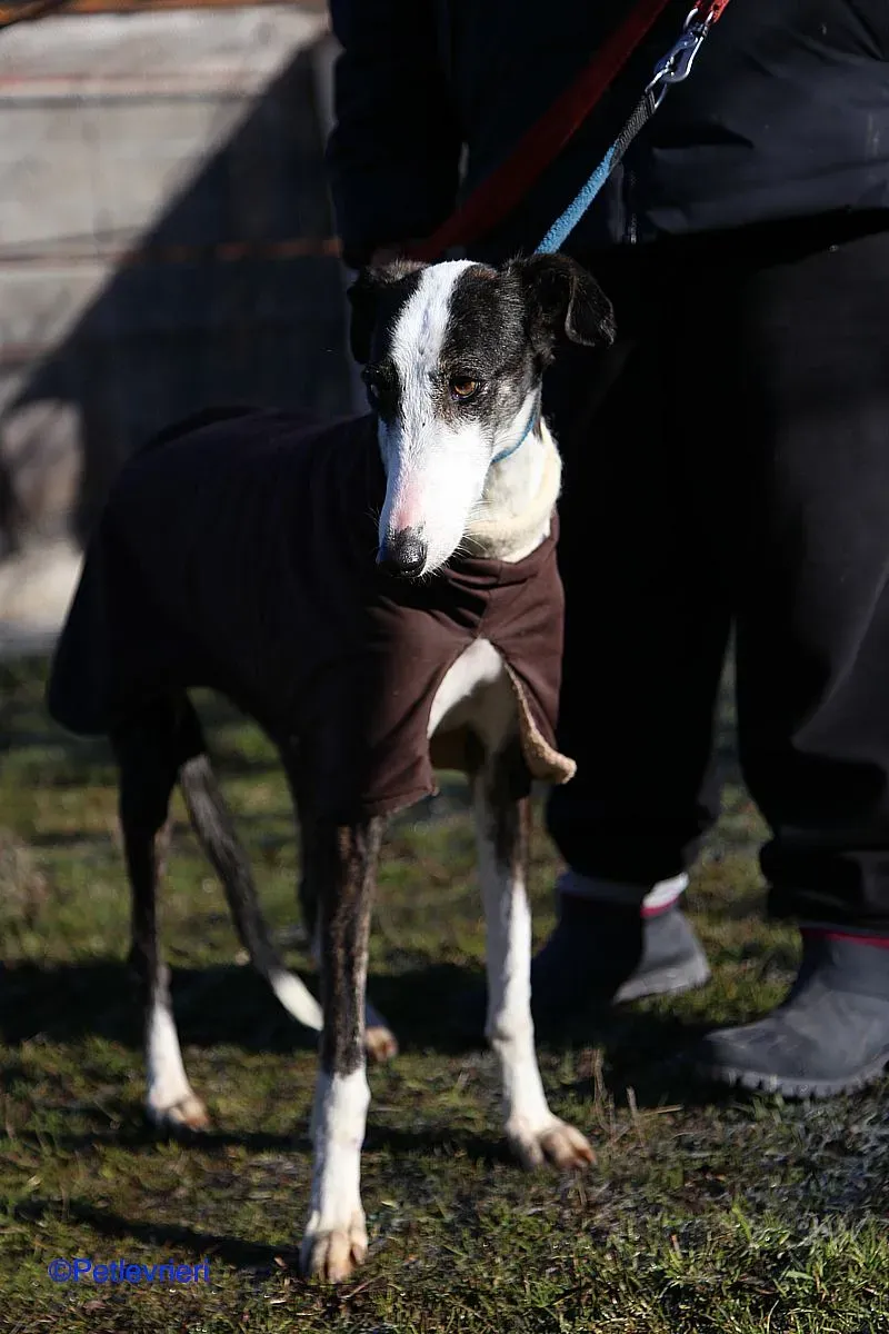 Lucia adozione levrieri galgo 010