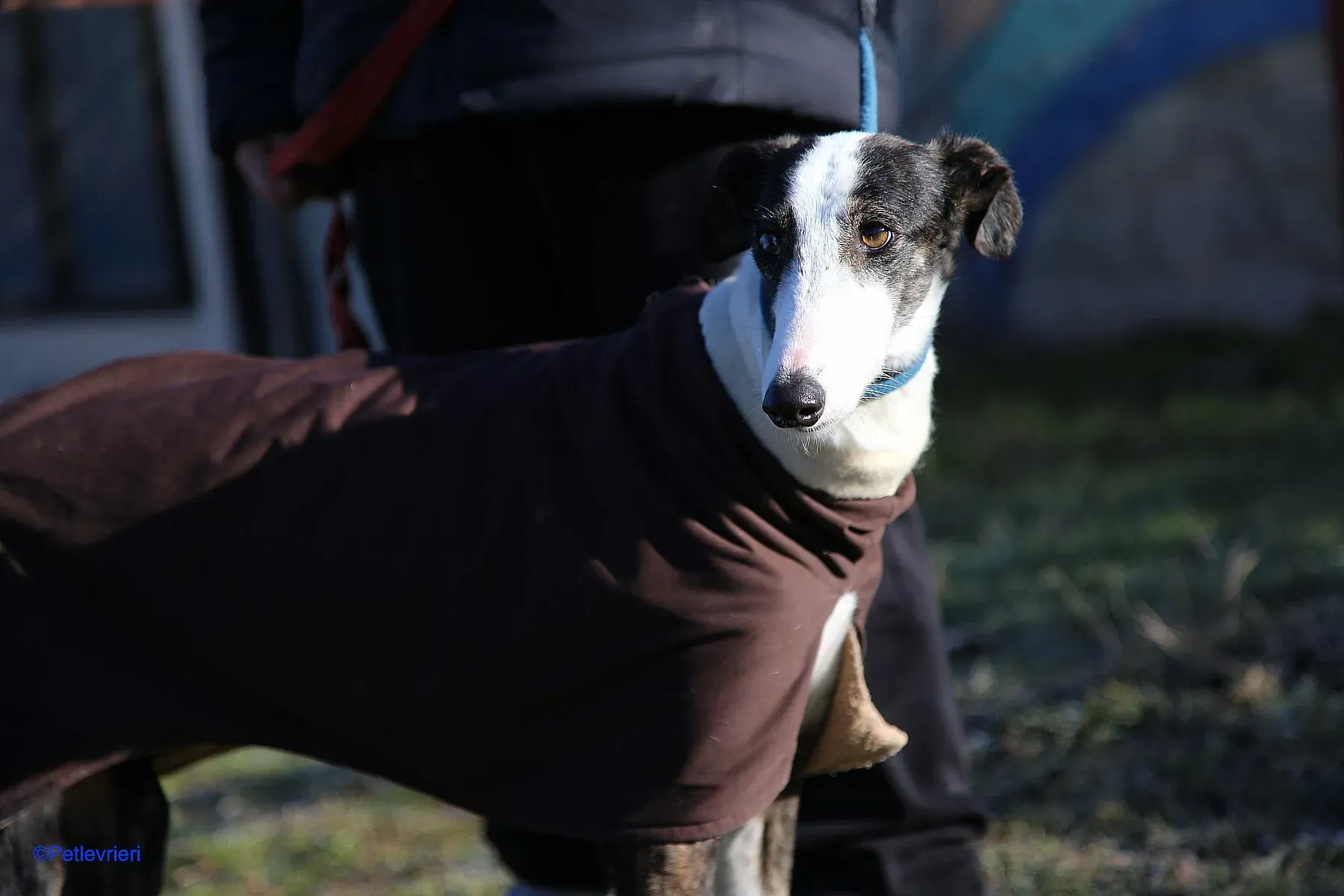 Lucia adozione levrieri galgo 011