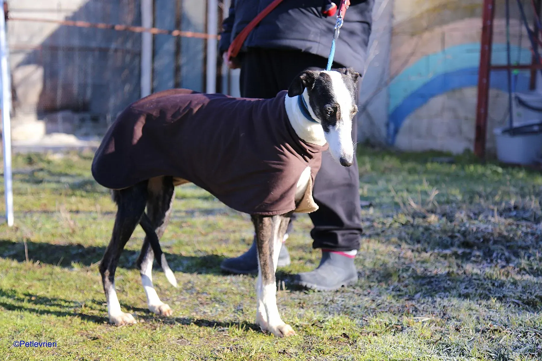 Lucia adozione levrieri galgo 012