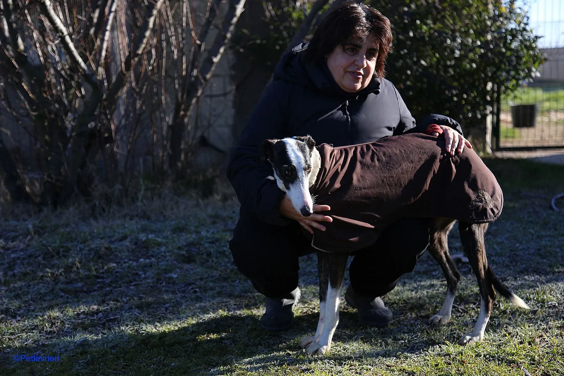 Lucia adozione levrieri galgo 01 1