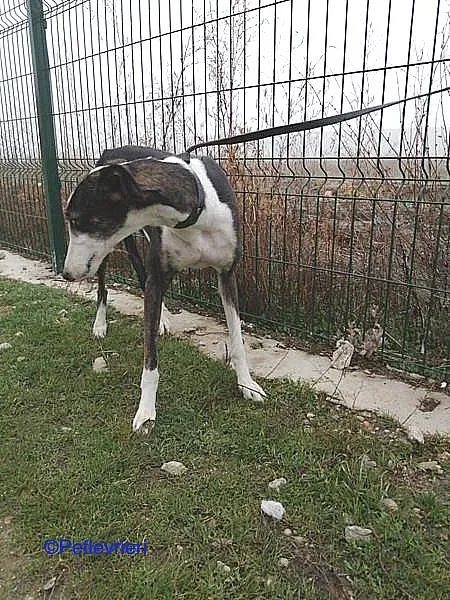 Lucia adozione levrieri galgo 02