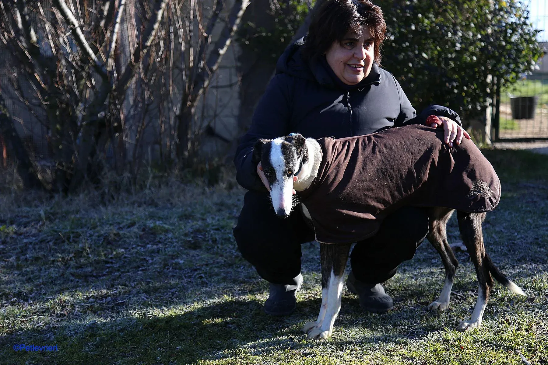 Lucia adozione levrieri galgo 02 1