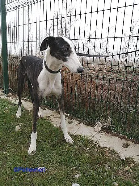 Lucia adozione levrieri galgo 03