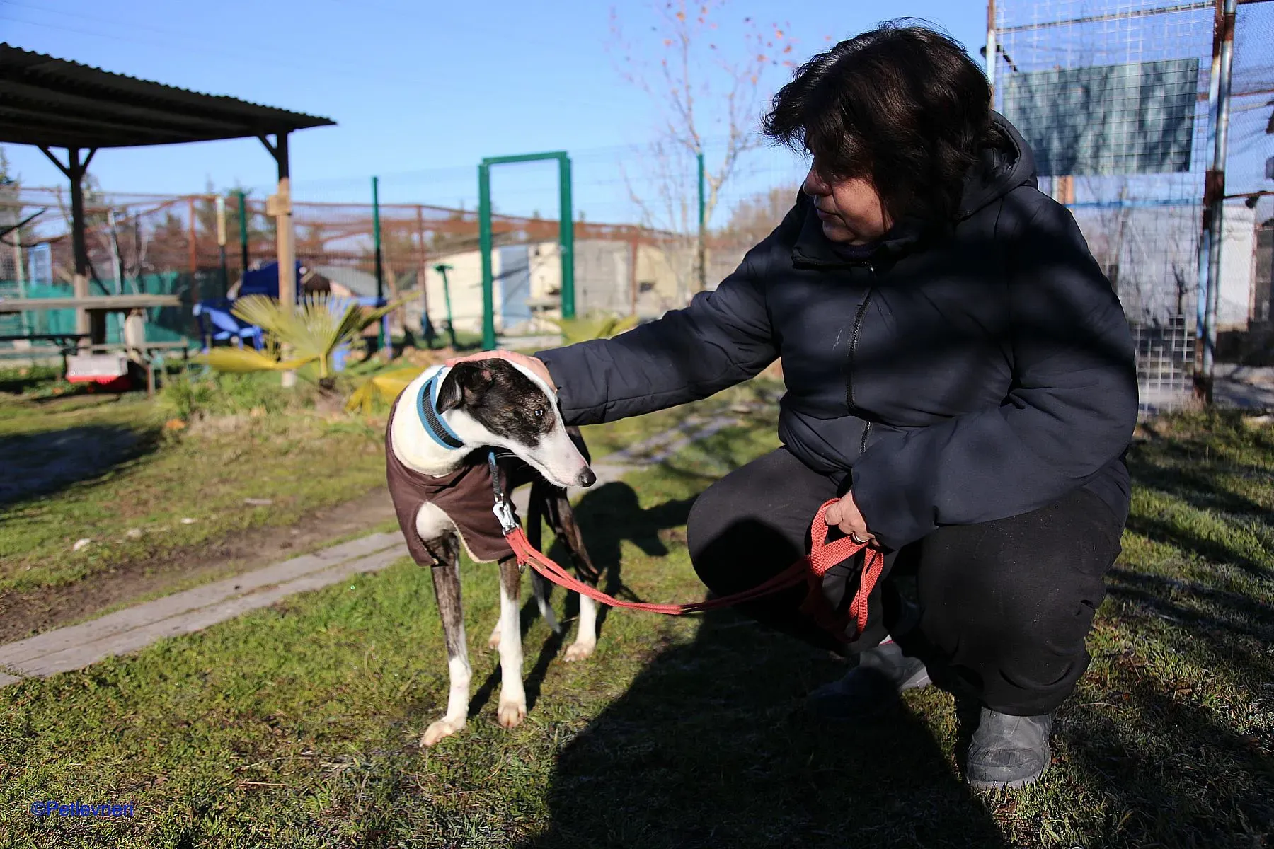 Lucia adozione levrieri galgo 04