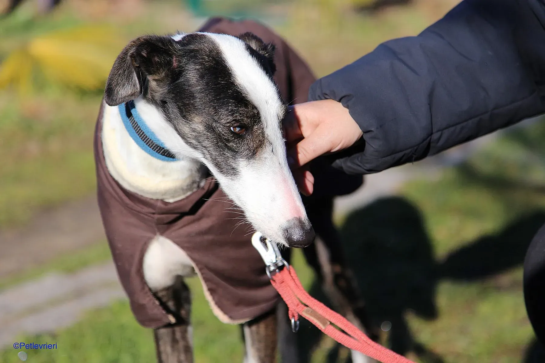 Lucia adozione levrieri galgo 06