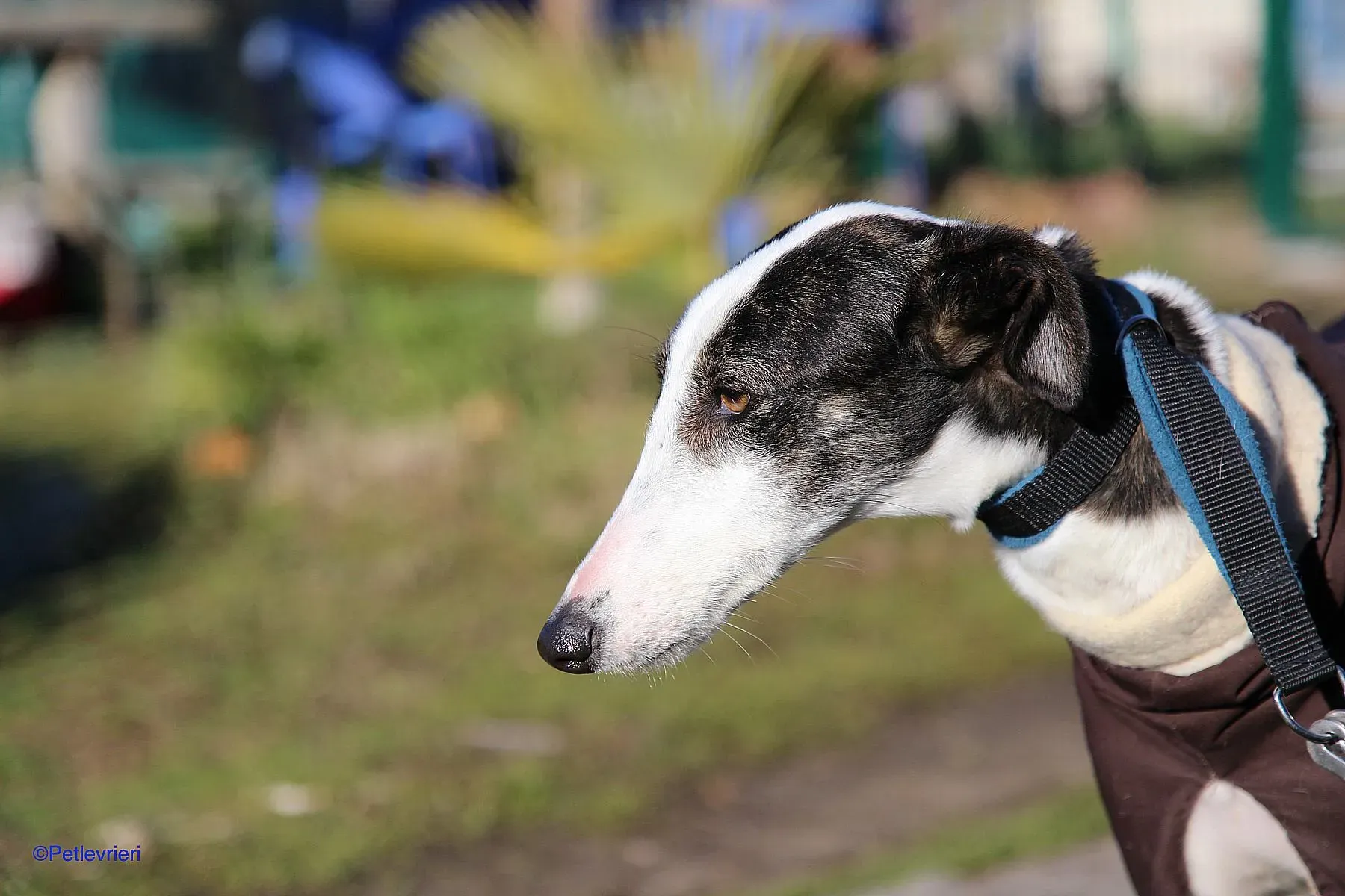 Lucia adozione levrieri galgo 07