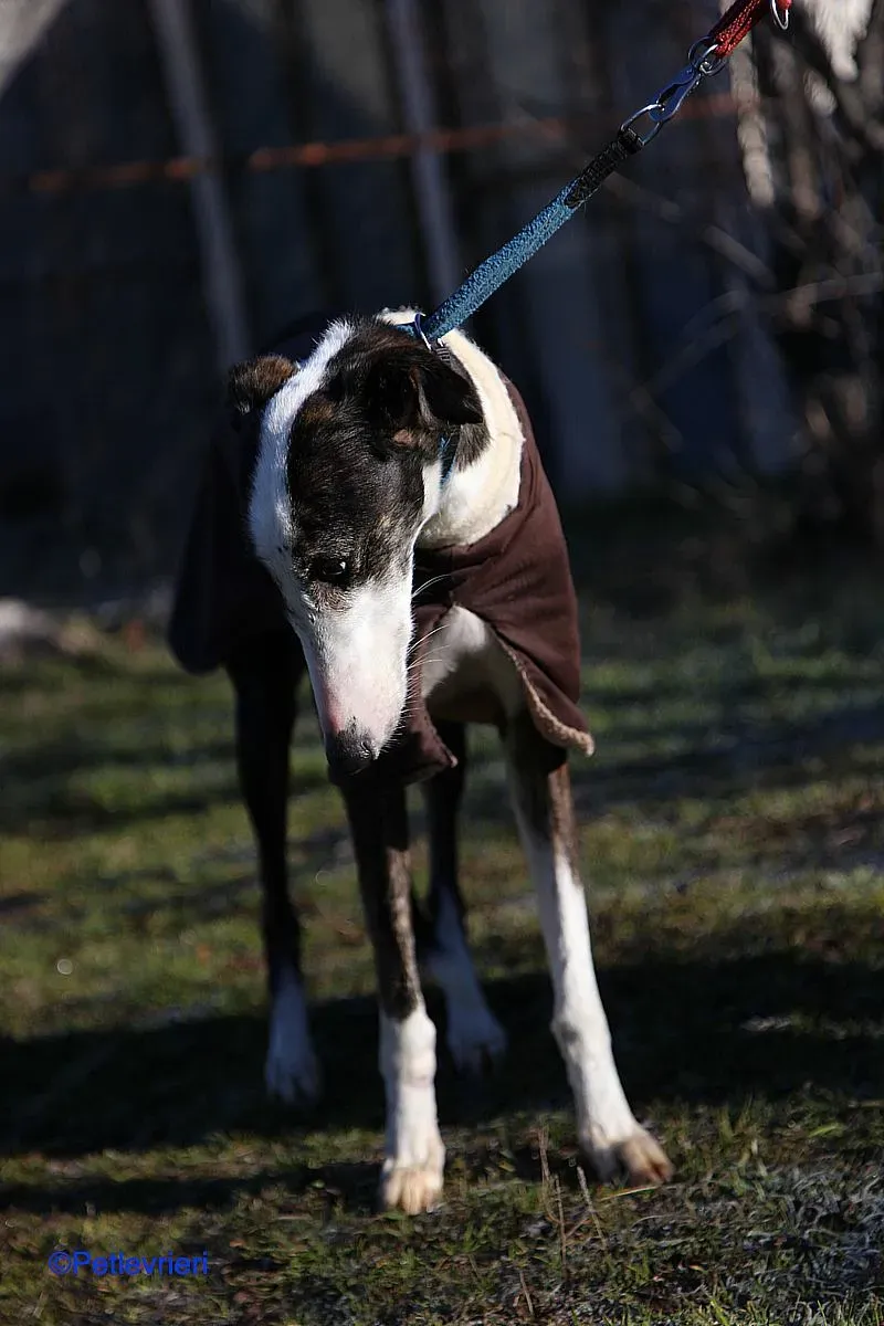 Lucia adozione levrieri galgo 08