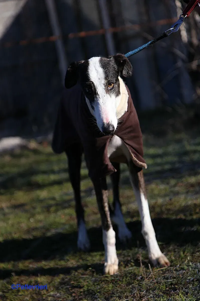Lucia adozione levrieri galgo 09