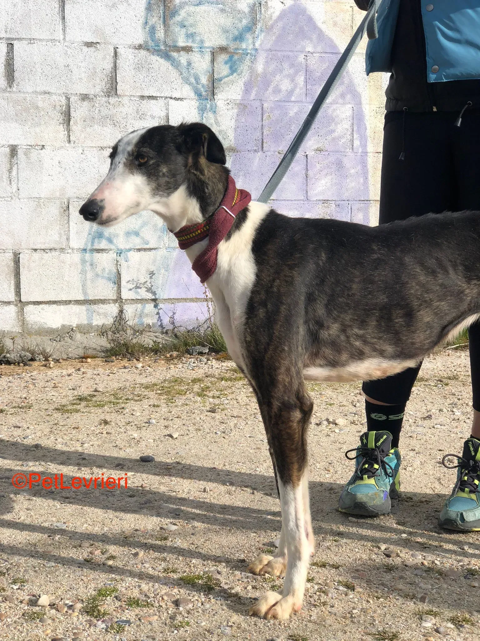 Lucia adozione levrieri galgo 1