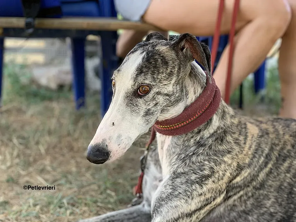 Lucia adozione levrieri galgo 10
