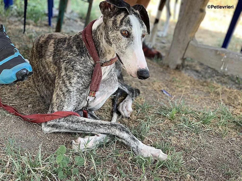 Lucia adozione levrieri galgo 2 2