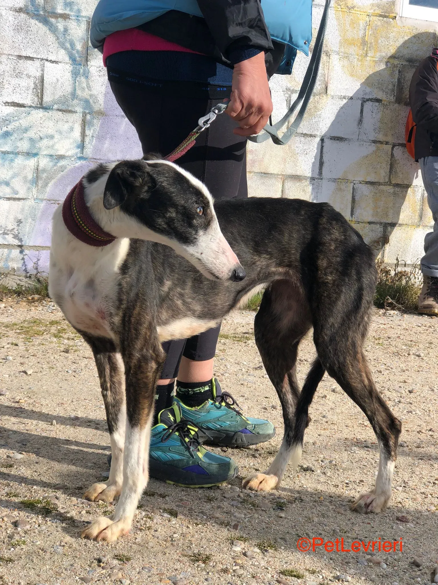 Lucia adozione levrieri galgo 2