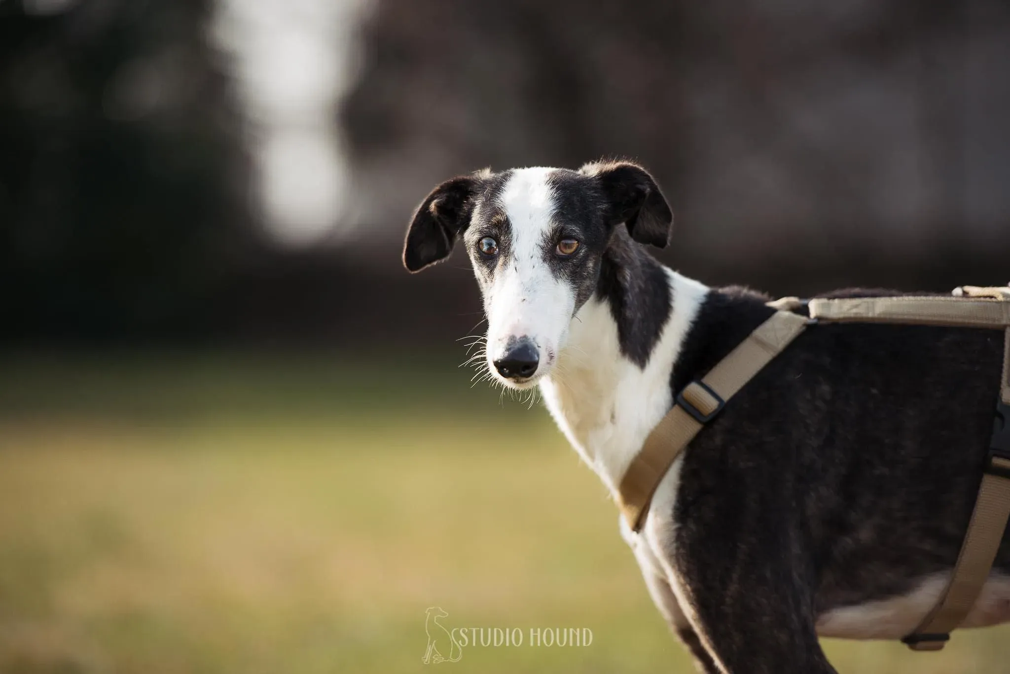 Lucia adozione levrieri galgo 20