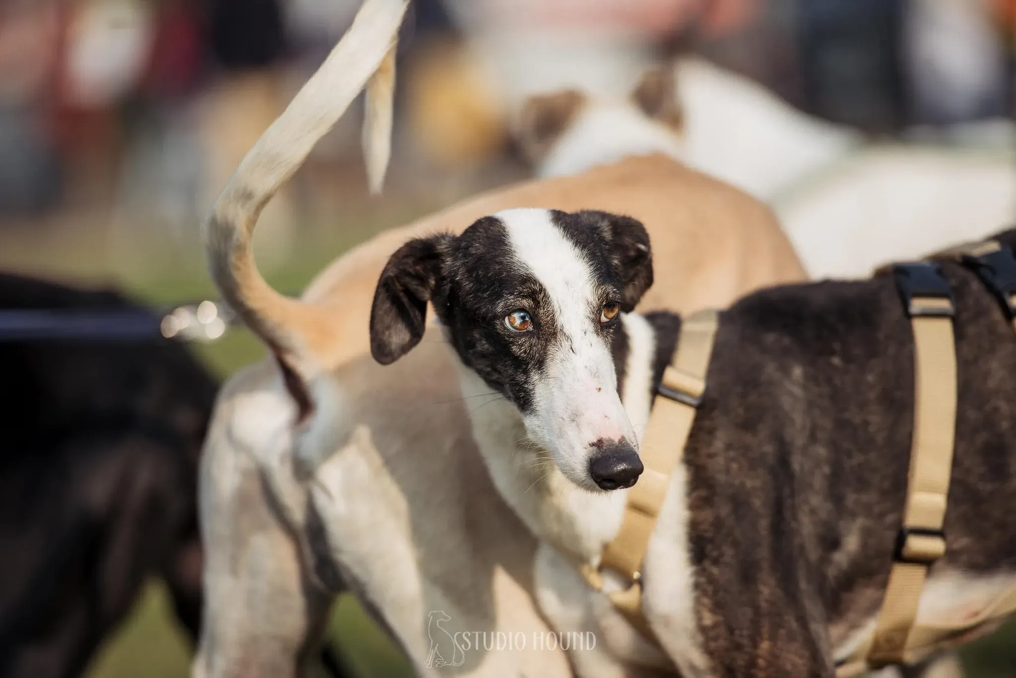 Lucia adozione levrieri galgo 21
