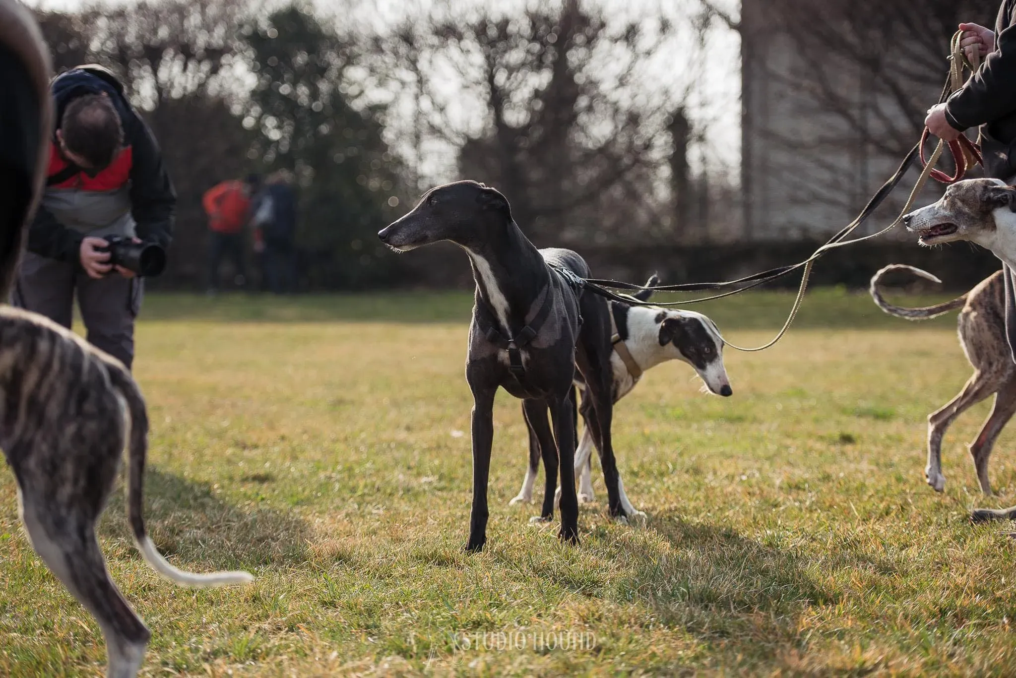 Lucia adozione levrieri galgo 22