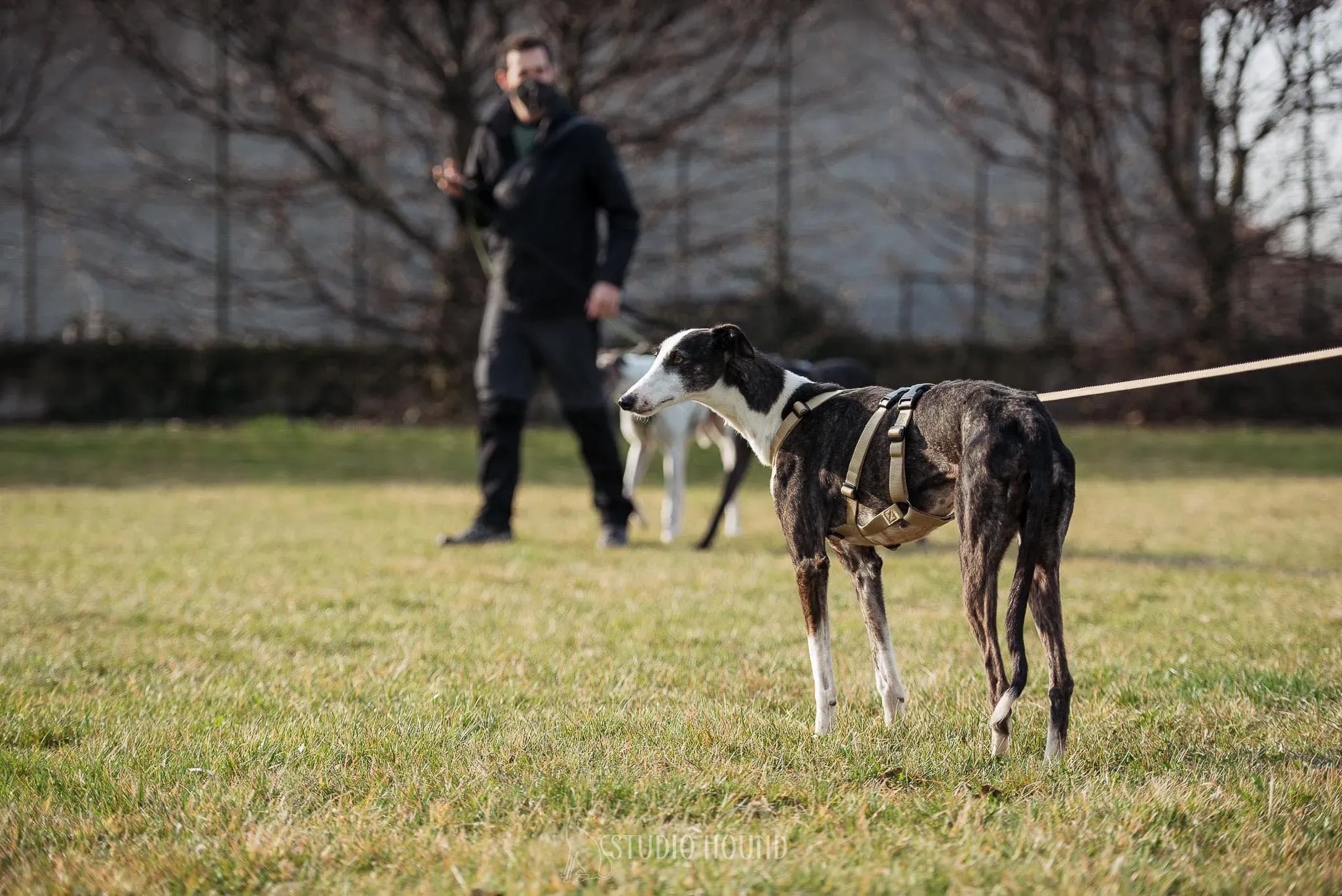 Lucia adozione levrieri galgo 23