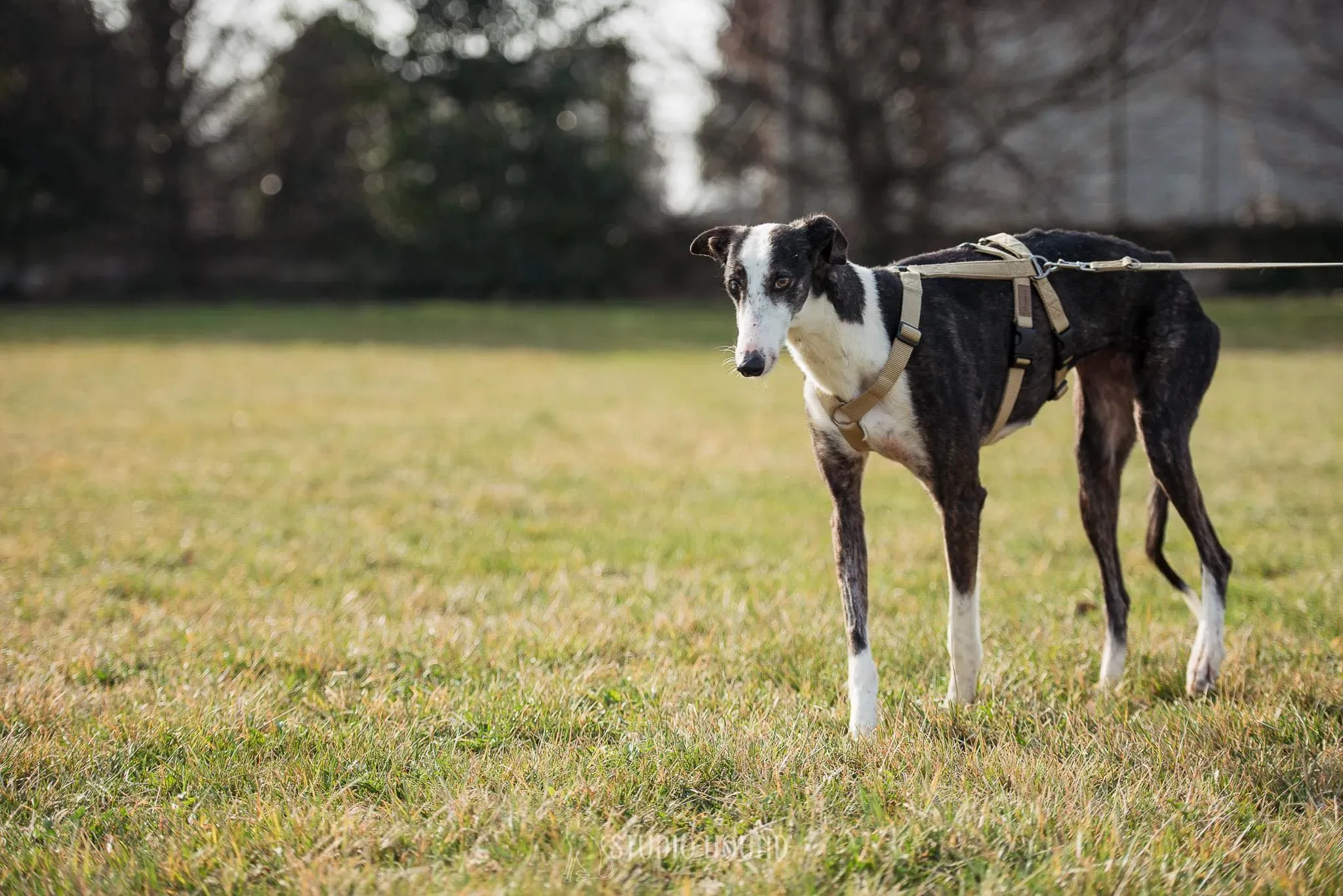 Lucia adozione levrieri galgo 24