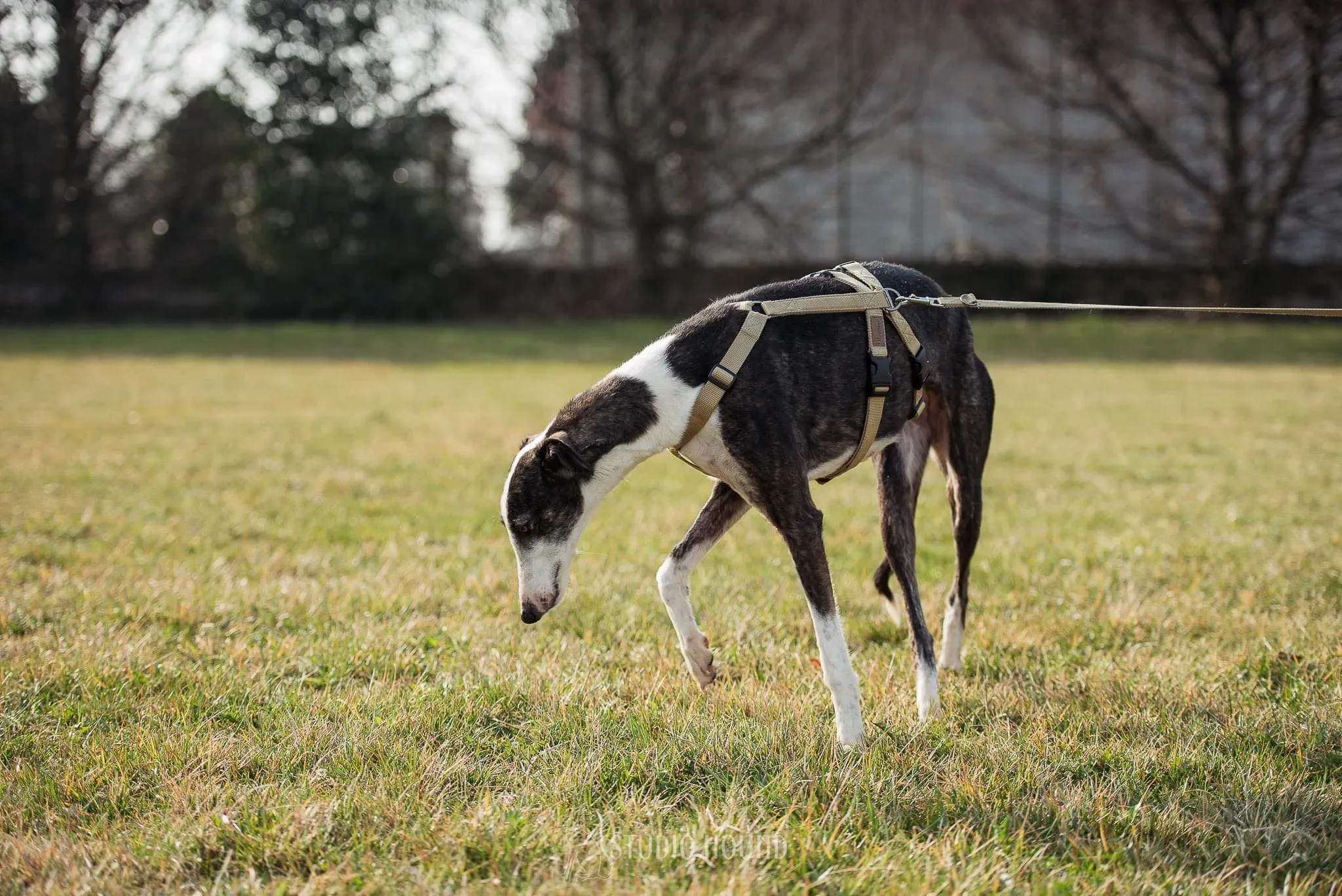Lucia adozione levrieri galgo 25