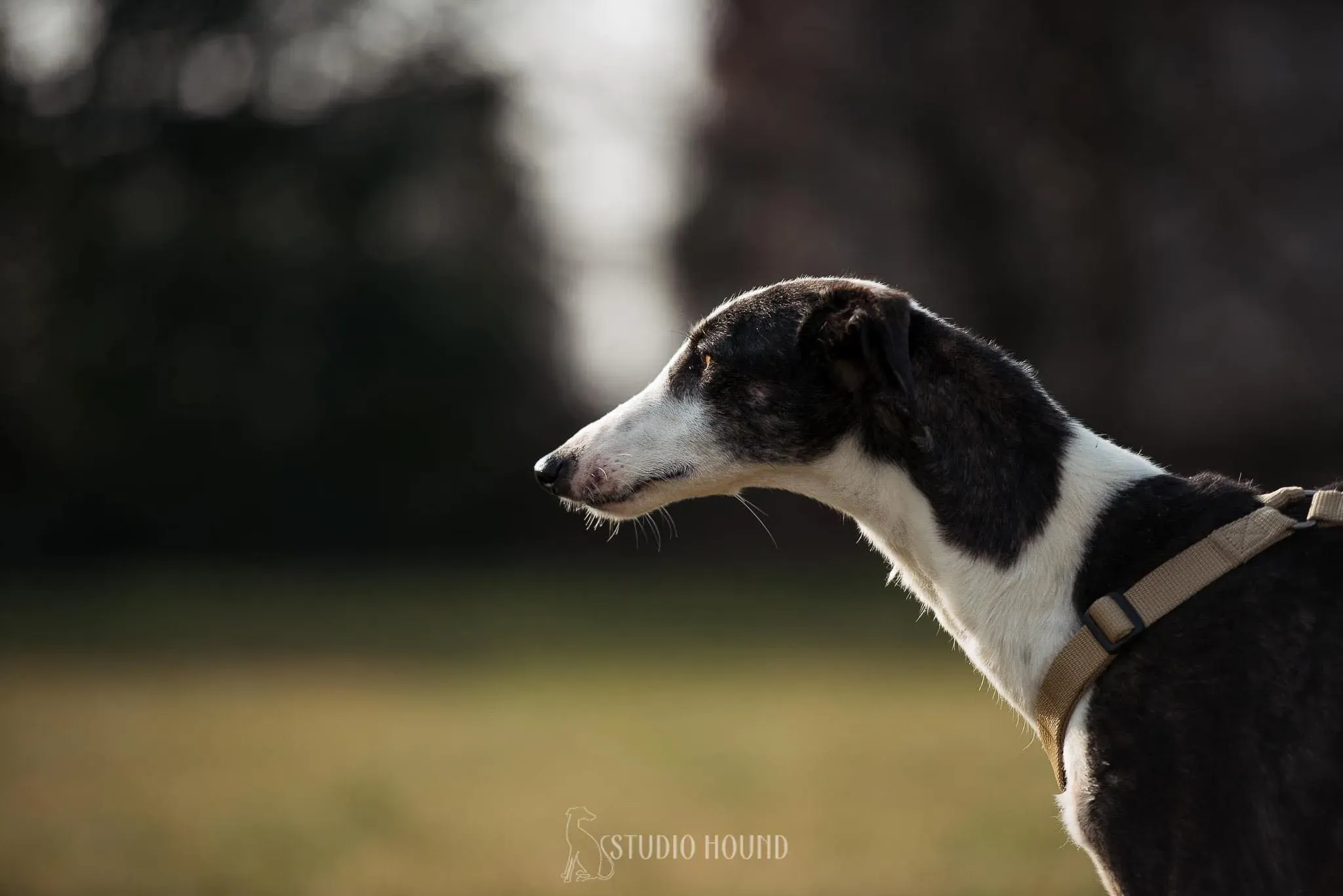 Lucia adozione levrieri galgo 26