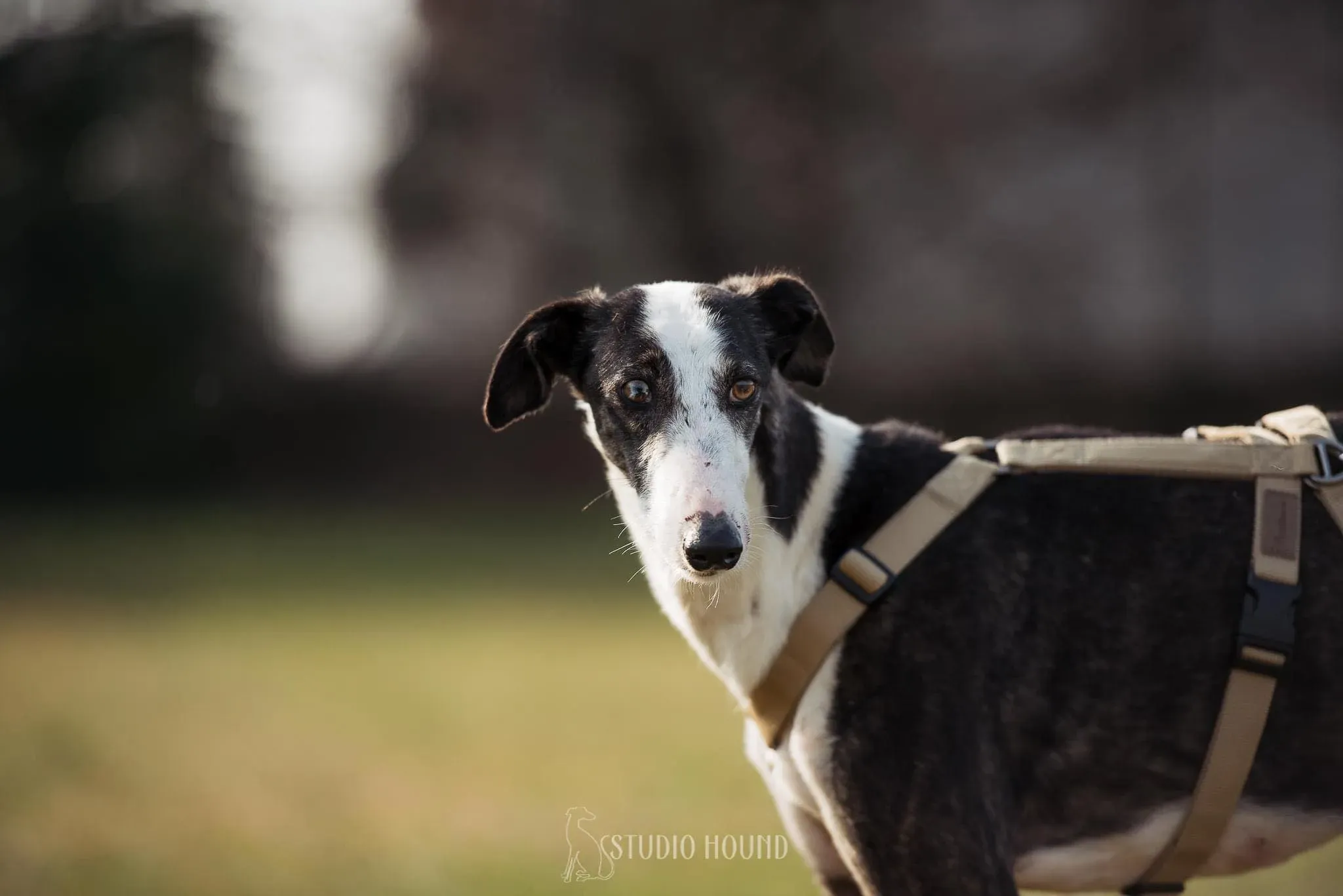 Lucia adozione levrieri galgo 27