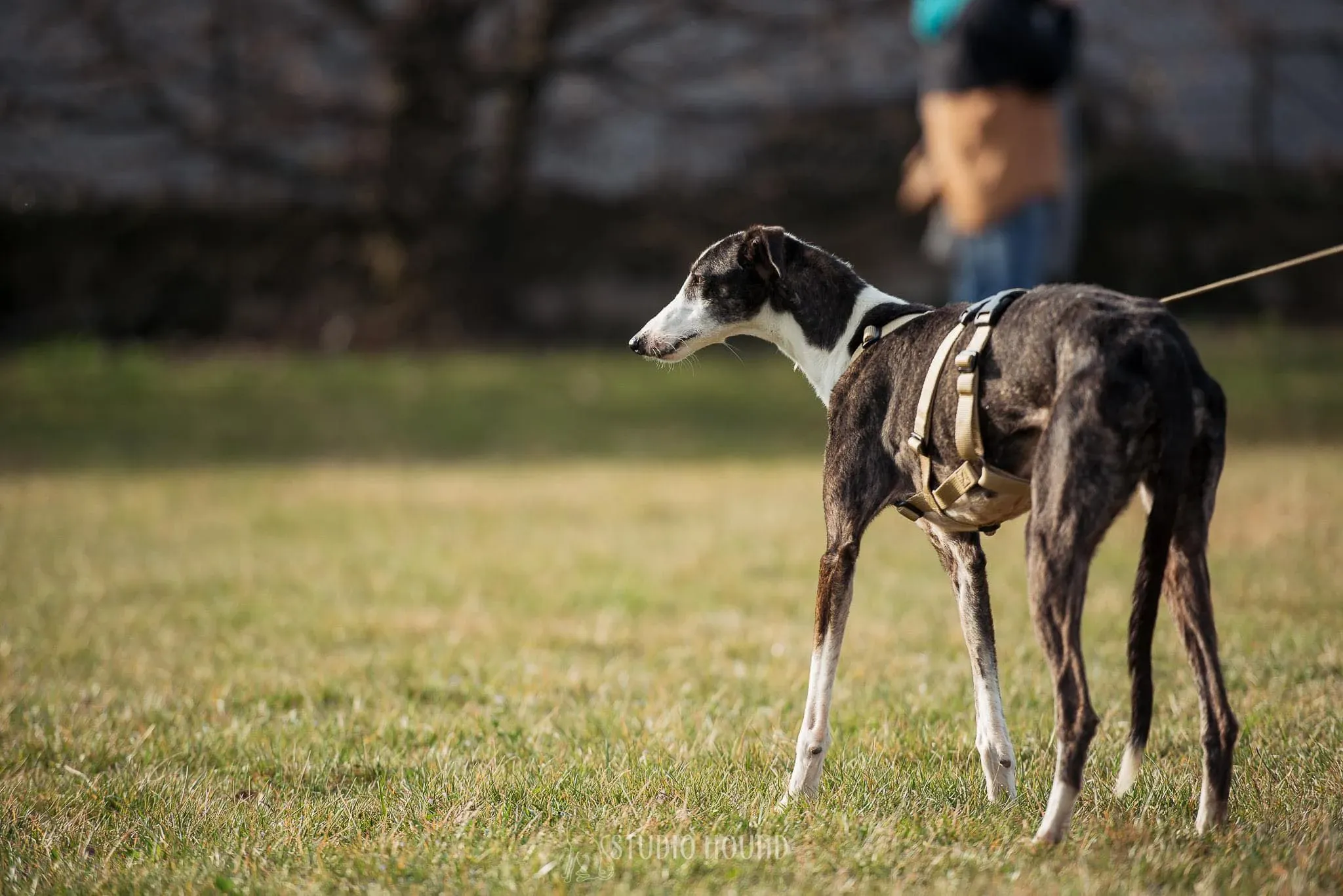 Lucia adozione levrieri galgo 28