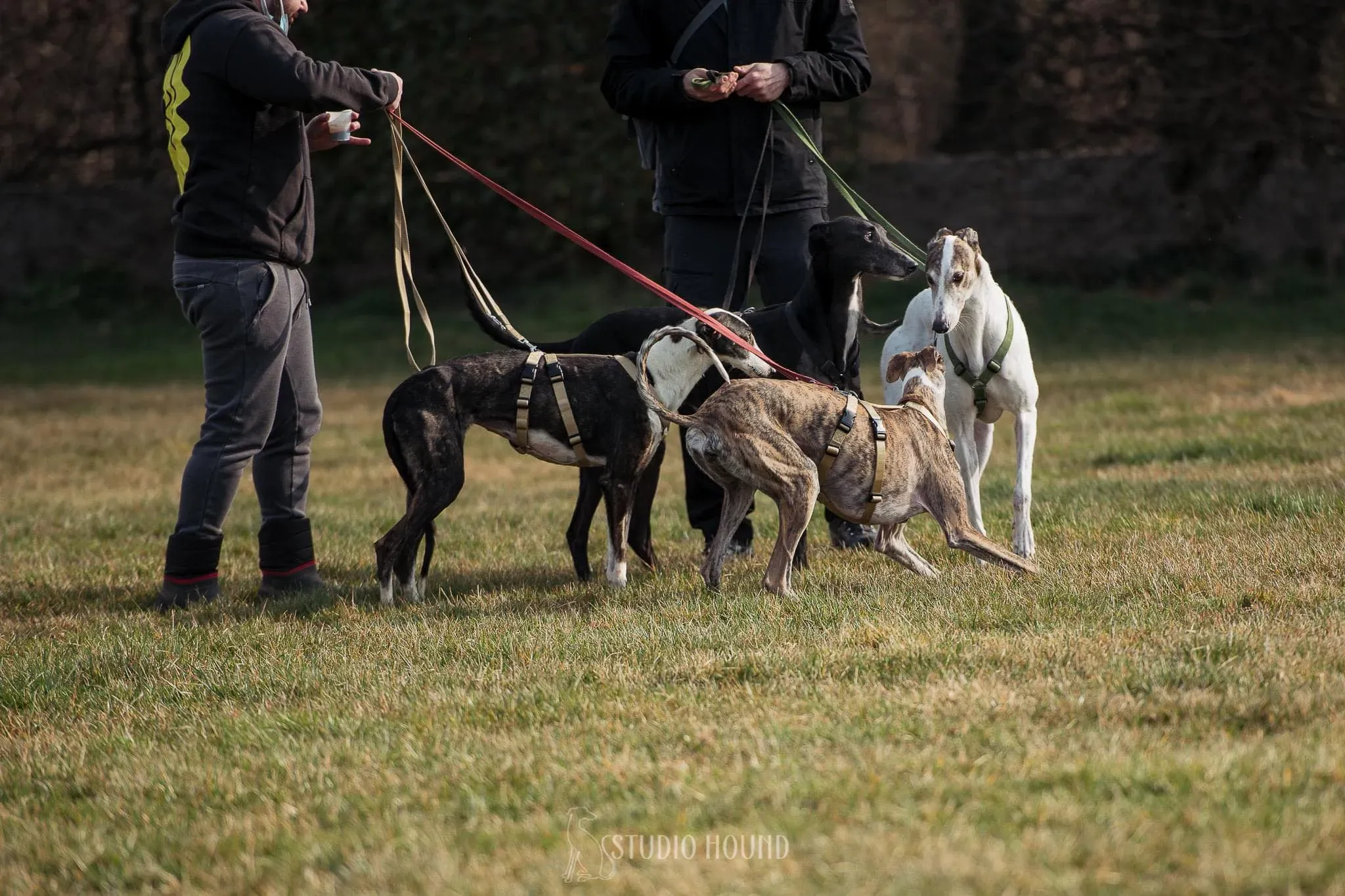 Lucia adozione levrieri galgo 29