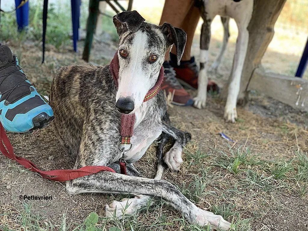 Lucia adozione levrieri galgo 3 2