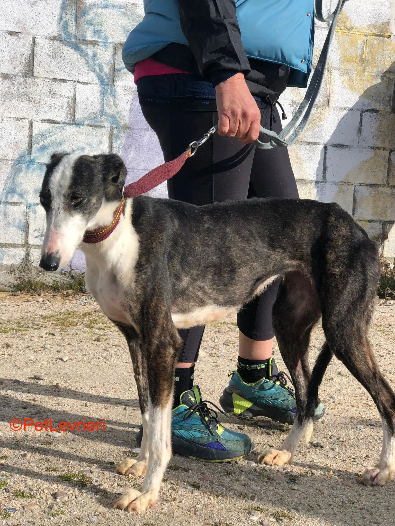 Lucia adozione levrieri galgo 3