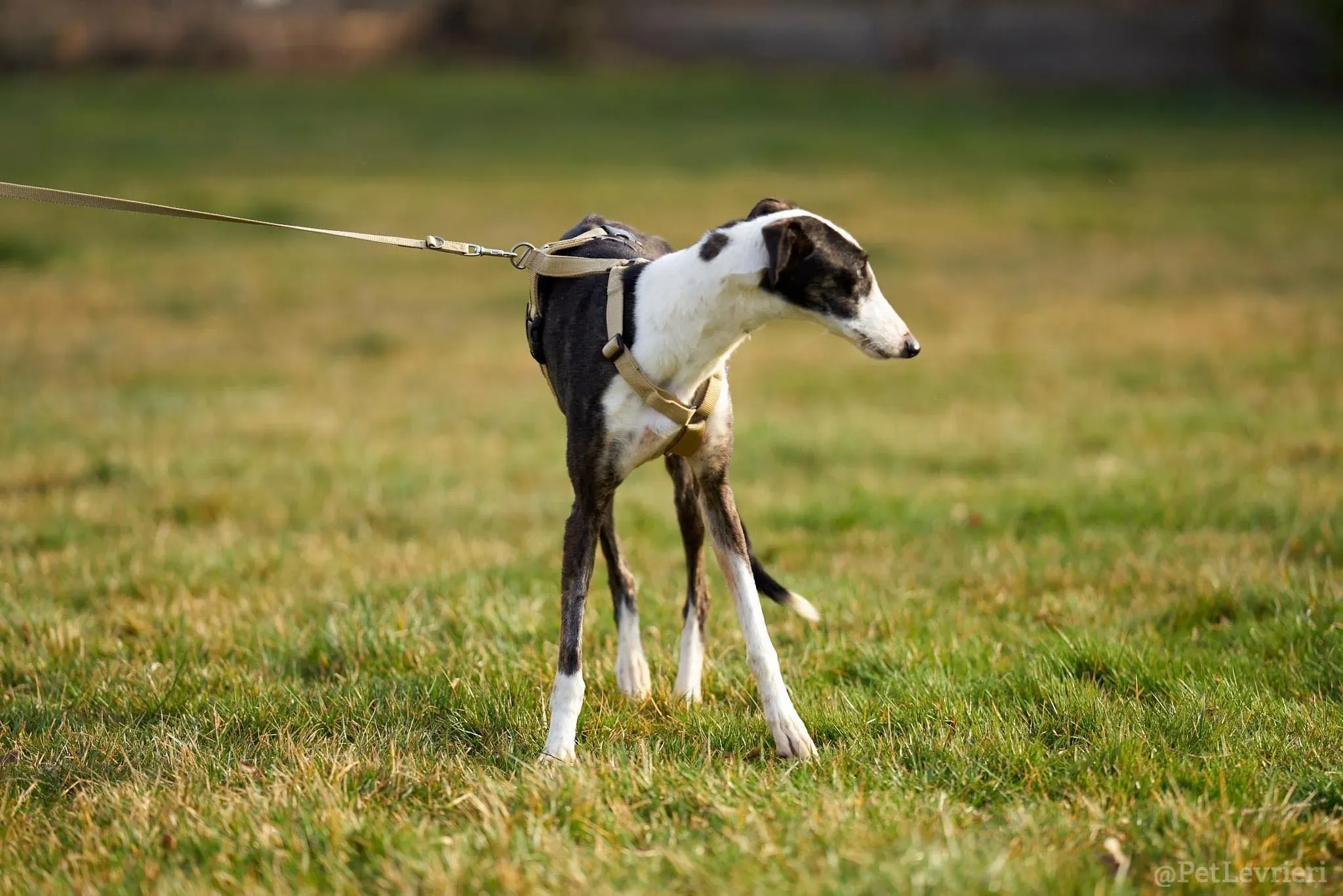 Lucia adozione levrieri galgo 30