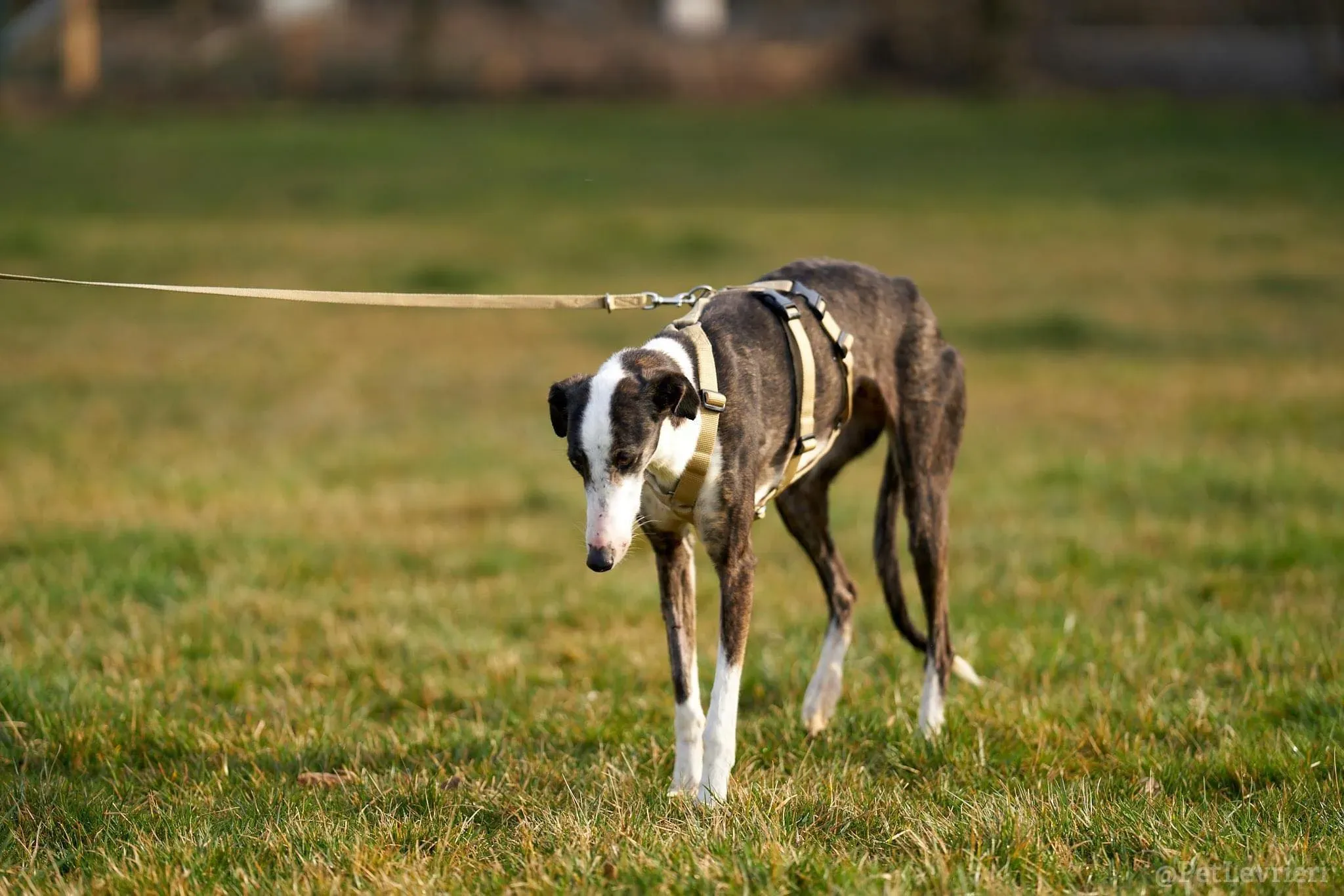 Lucia adozione levrieri galgo 31